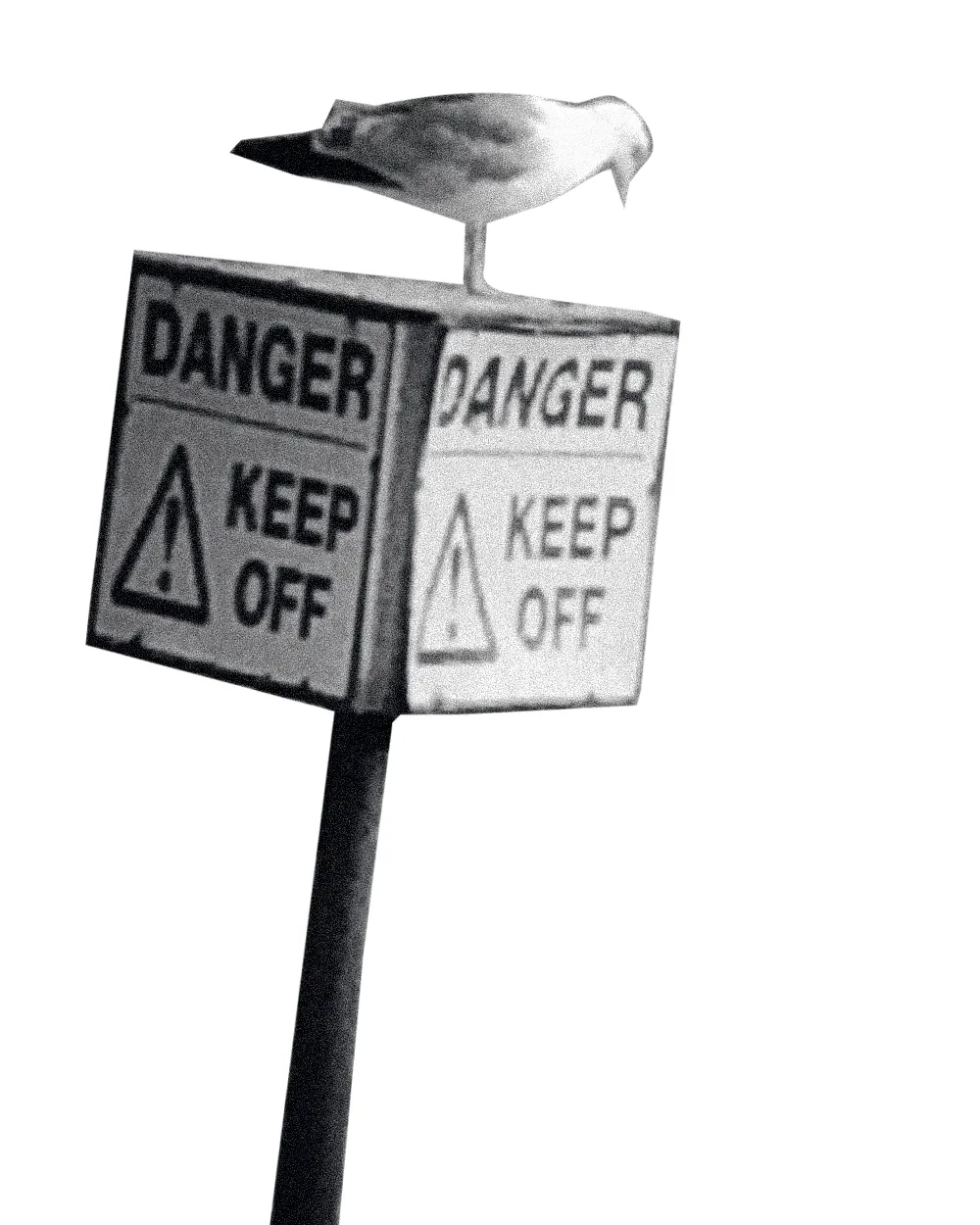 A seagull perched atop a Danger, Keep Off sign